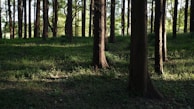 Elegant shadows of tall trees stretching across a rich forest floor.