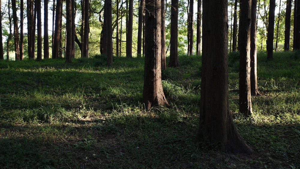 a forest filled with lots of tall trees