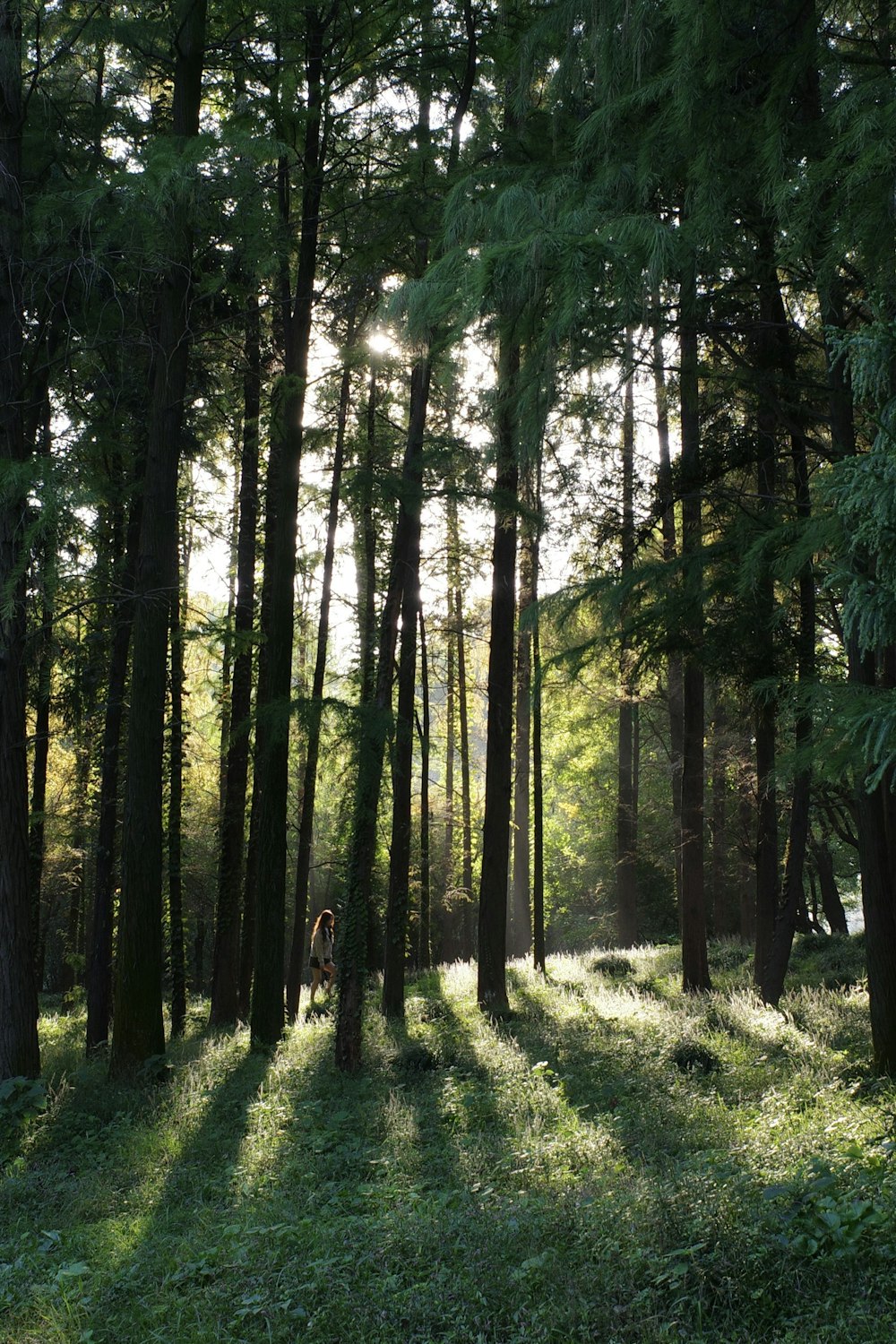 the sun shines through the trees in the forest