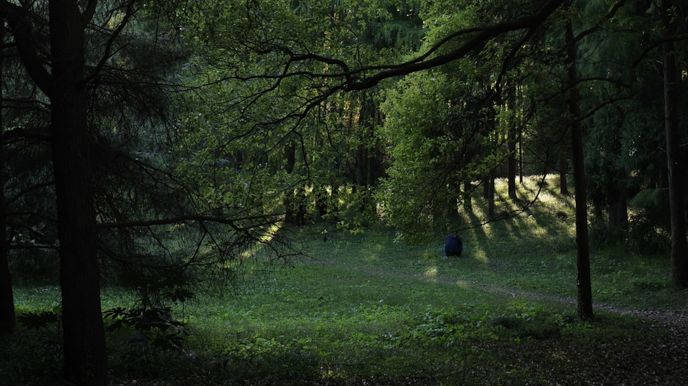 a person walking through a forest with trees