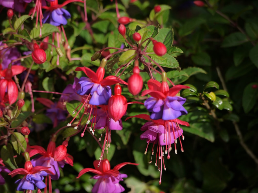 a bunch of purple and red flowers with green leaves