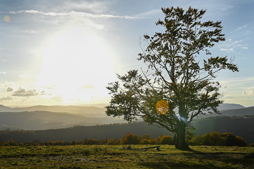 a tree with a frisbee stuck to it in the middle of a field