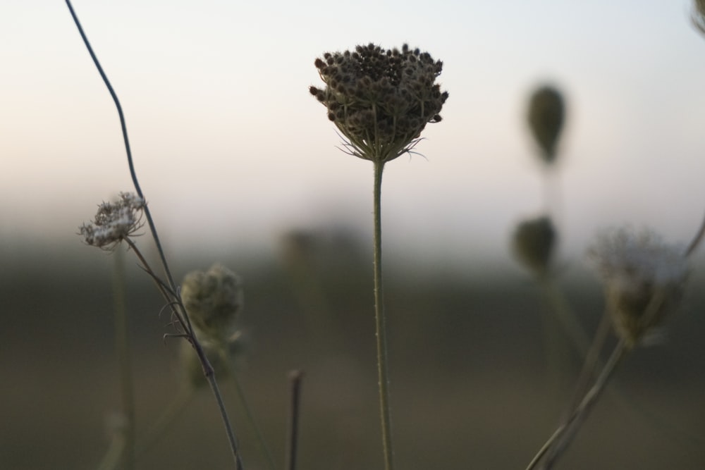 a close up of a flower in a field