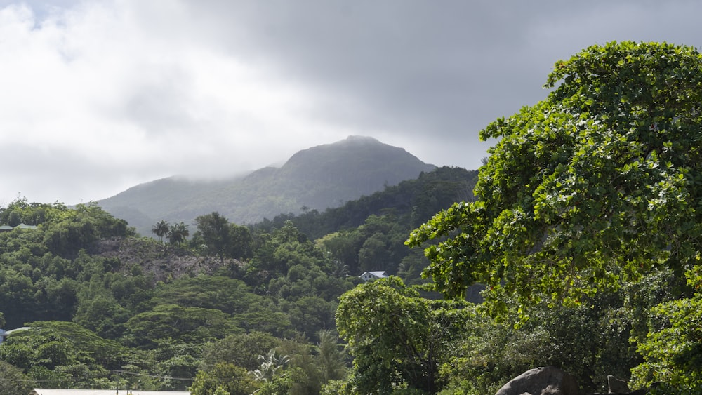 a lush green forest filled with lots of trees