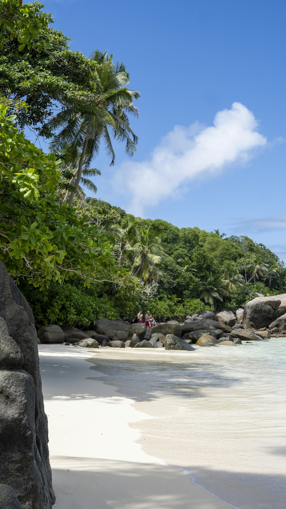 a sandy beach with palm trees and people in the water