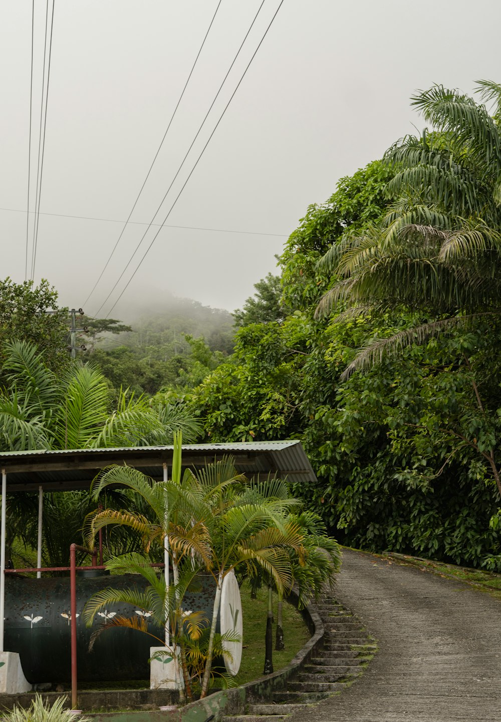 a dirt road surrounded by lush green trees