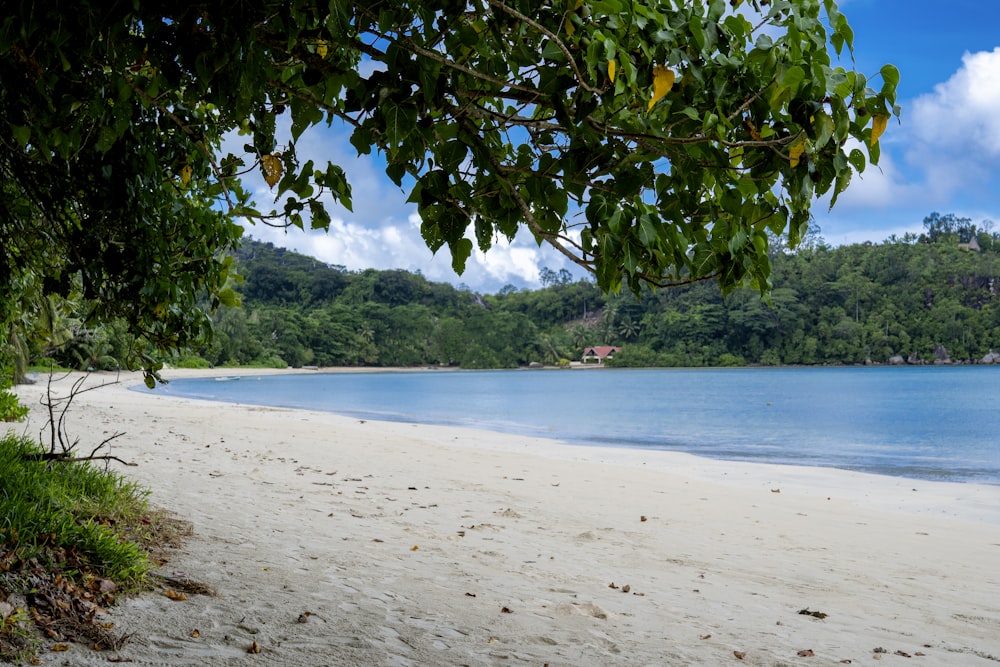 a sandy beach with trees and water in the background