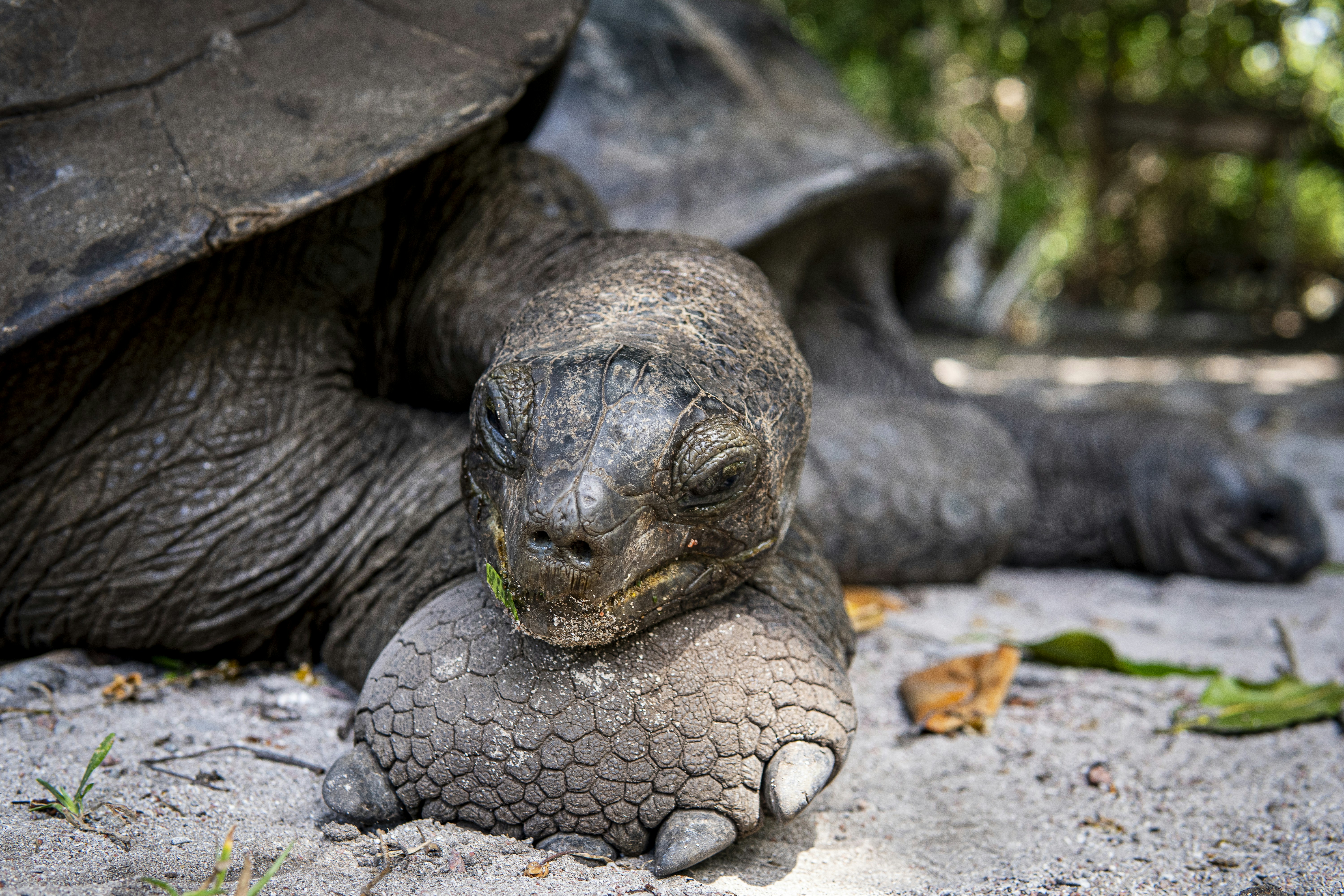 Żółwik - przykładowe programy