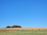 A vast field of corn stretches across the landscape, with neatly aligned rows of stalks reaching toward the sky. Behind the cornfield, a small cluster of trees adds a touch of greenery against the backdrop of a clear and bright blue sky. The foreground features an expanse of green grass.