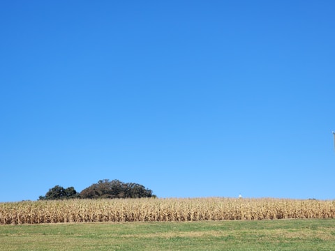 A vast field of corn stretches across the landscape, with neatly aligned rows of stalks reaching toward the sky. Behind the cornfield, a small cluster of trees adds a touch of greenery against the backdrop of a clear and bright blue sky. The foreground features an expanse of green grass.