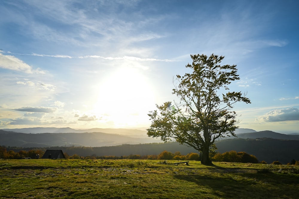 a lone tree in a grassy field with the sun in the background