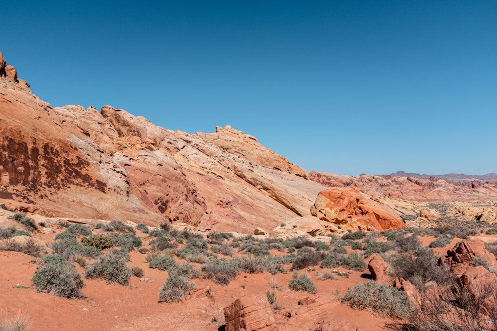 eine Wüstenlandschaft mit Felsen und Pflanzen im Vordergrund