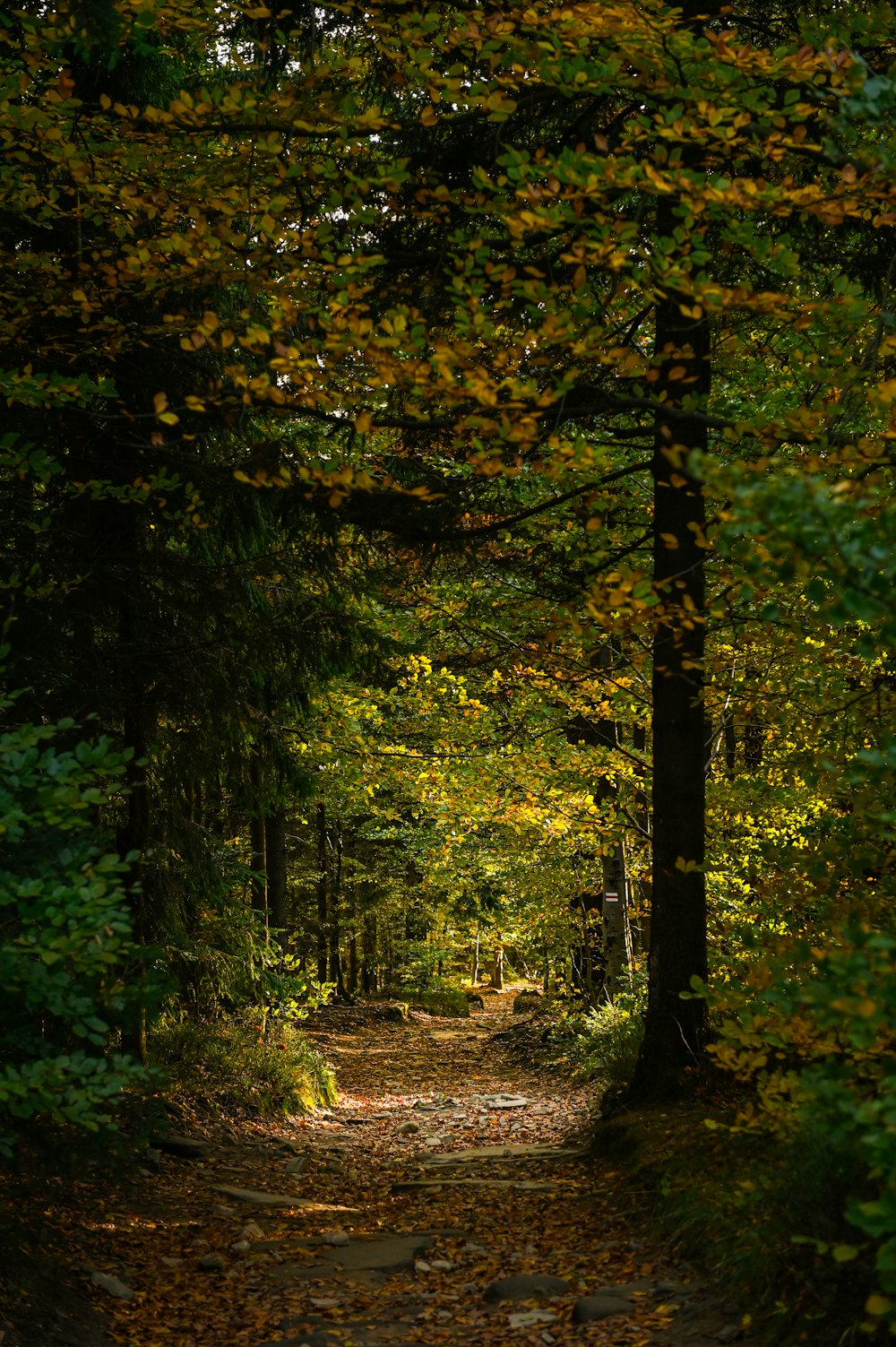 a path in the middle of a forest with lots of trees