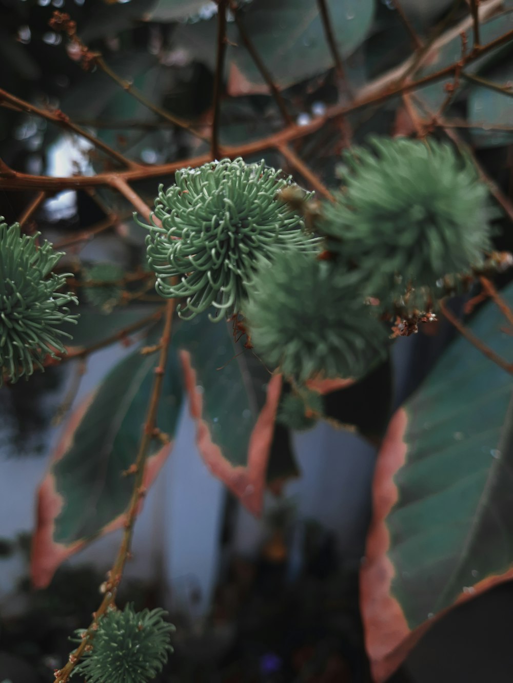 a close up of a plant with green leaves