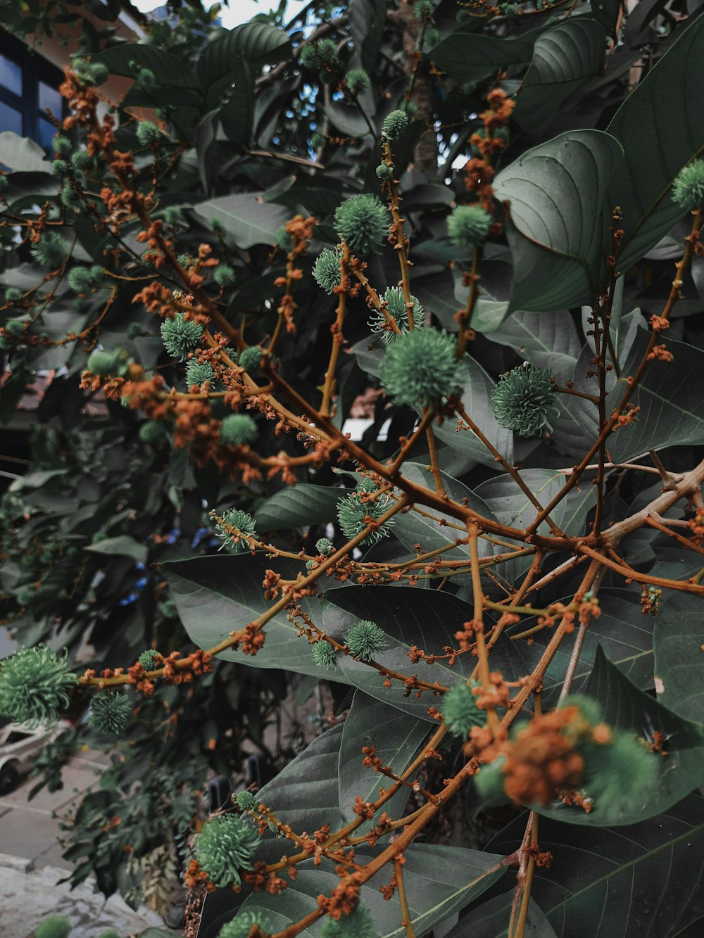 a close up of a tree with lots of leaves