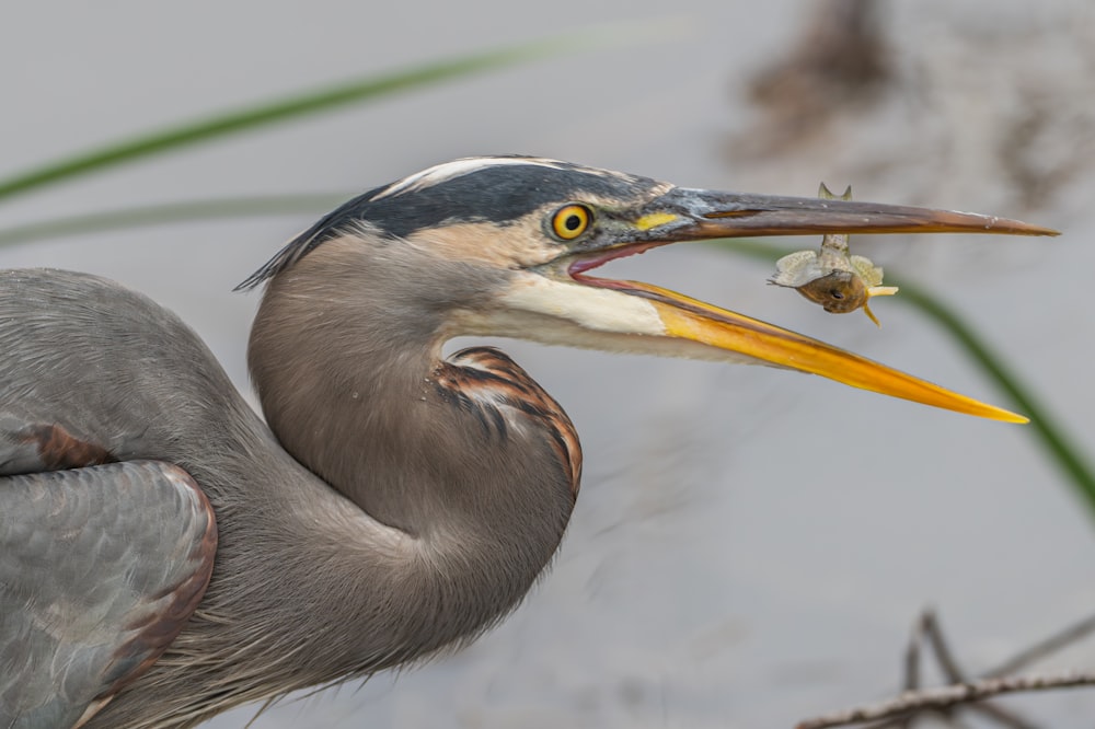 un primo piano di un uccello con un pesce in bocca