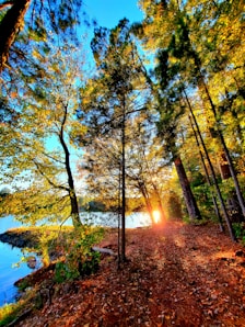 the sun shines through the trees in the woods