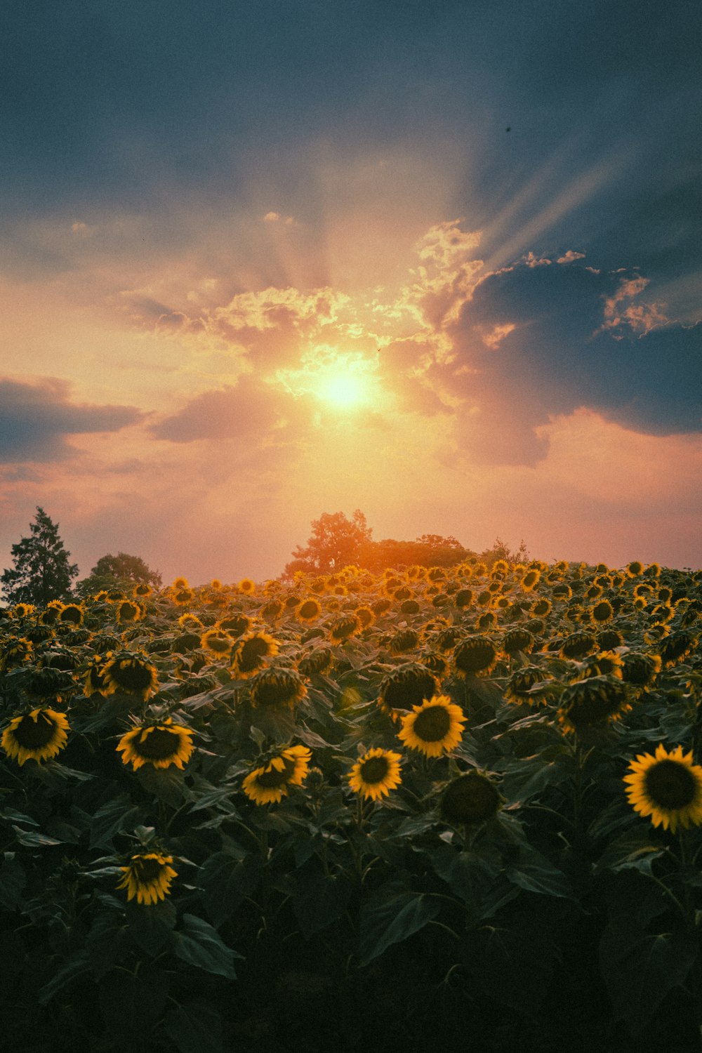 a field of sunflowers under a cloudy sky