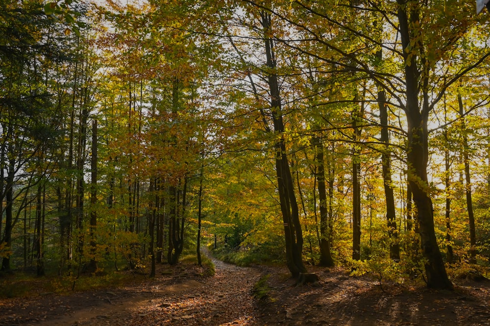 a dirt road in the middle of a forest