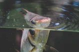 Slow-motion capture of catfish breaking the water surface during feeding.