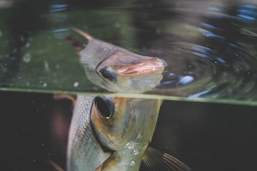 A fish is shown swimming near the surface of the water, with its head partially above the surface, creating a reflection in the water. The lighting and angle capture the texture and details of the fish's scales, eyes, and mouth, presenting a tranquil and captivating underwater scene.