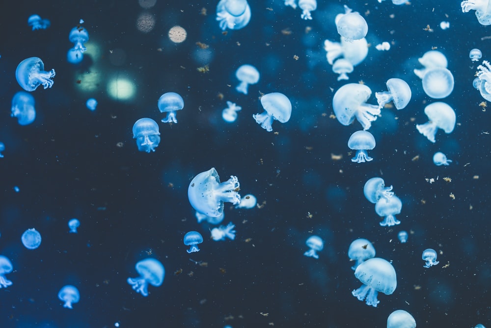 a bunch of jellyfish floating in the water