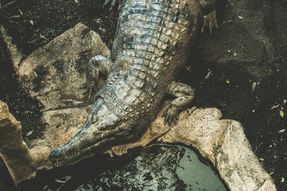 a large alligator laying on top of a rock next to a body of water