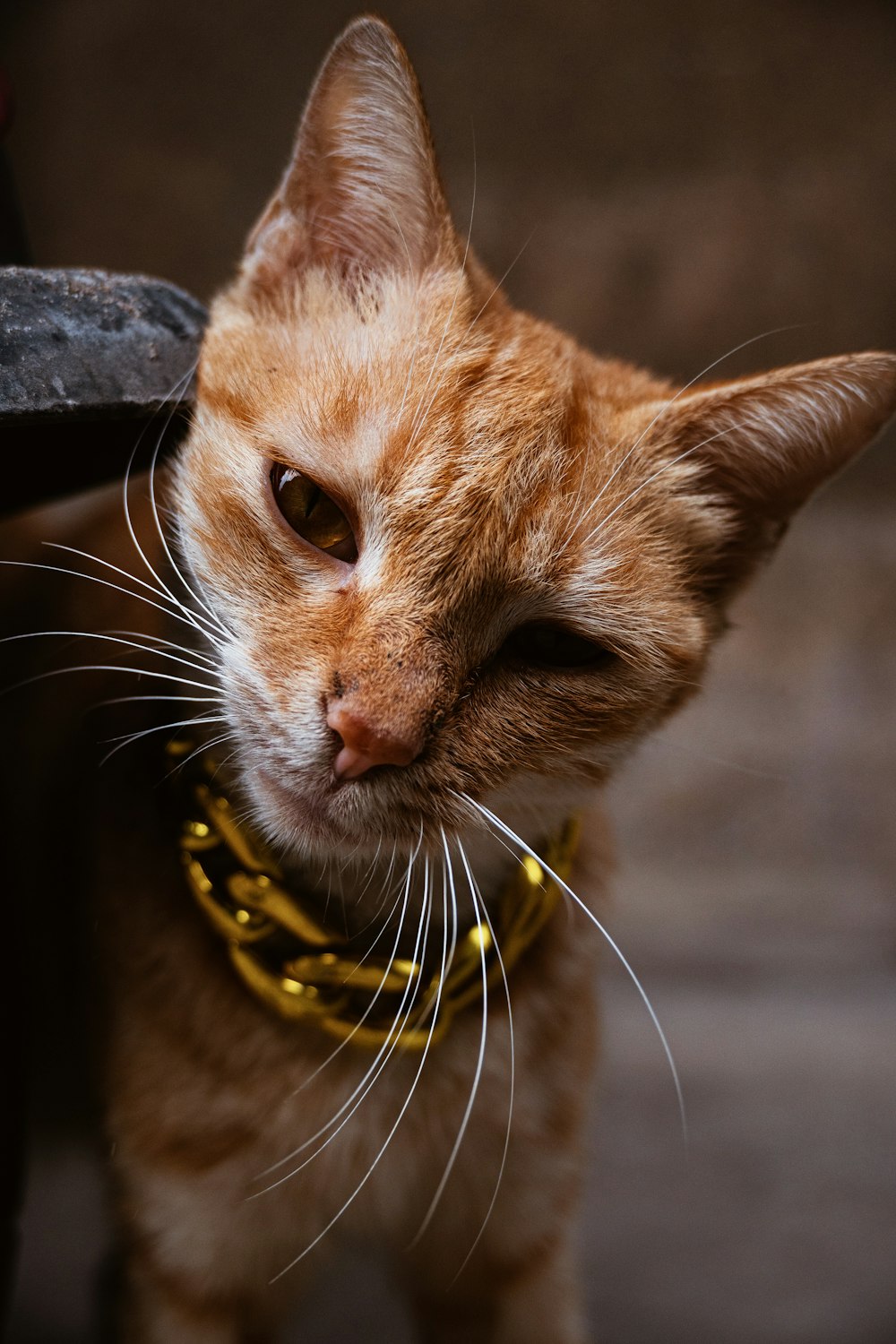 a close up of a cat wearing a collar