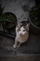 Curious cat dressed in a pastel outfit exploring a lively indoor garden setup.