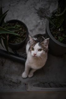 Curious cat dressed in a pastel outfit exploring a lively indoor garden setup.