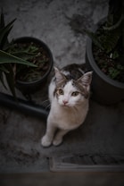 A curious cat with white and gray fur looks up towards the camera. It is sitting on a concrete surface surrounded by two potted plants, one with long green leaves and the other with more dark green, broad leaves. The setting appears to be outdoors, likely in a garden or patio space.
