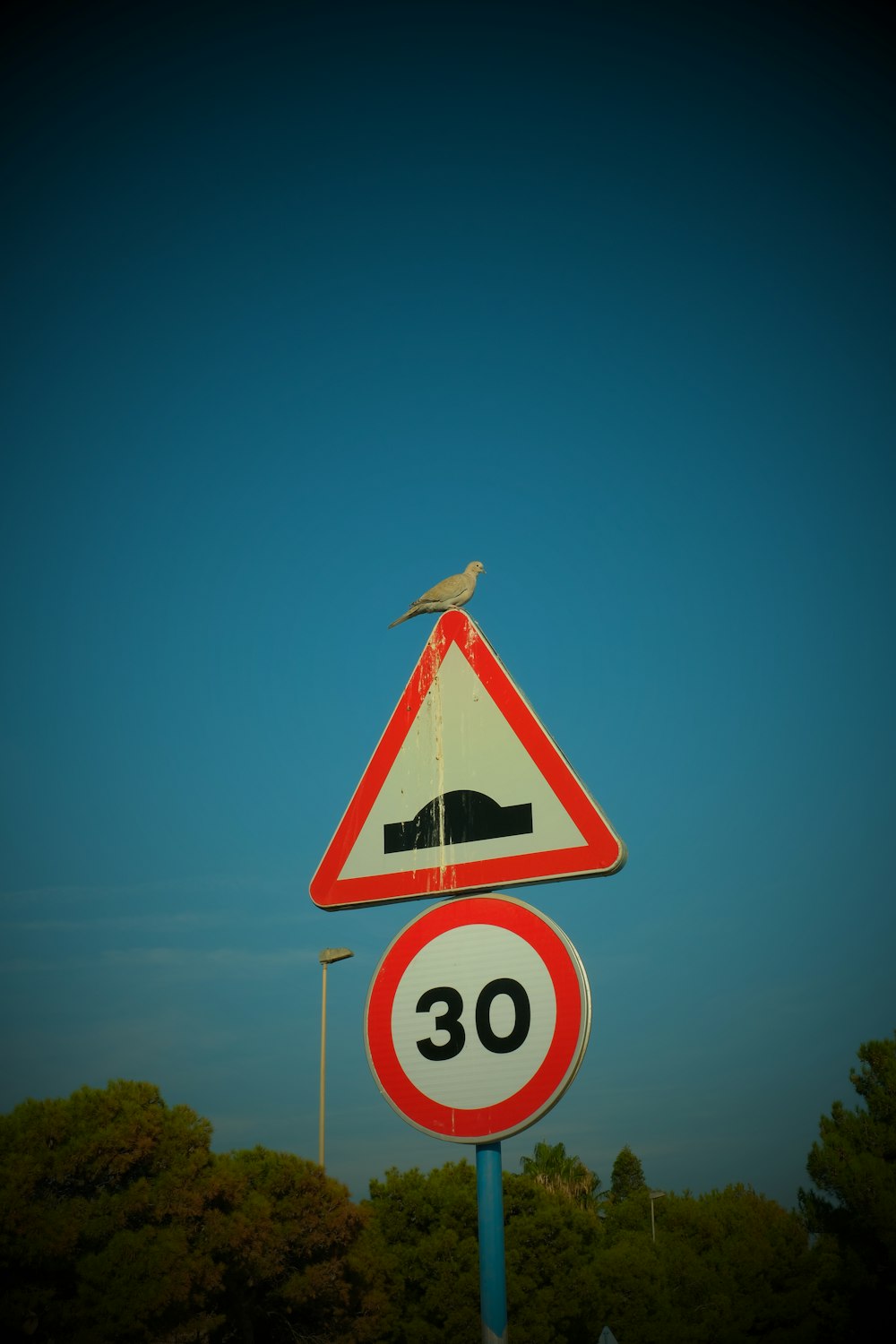 a bird is sitting on top of a speed limit sign