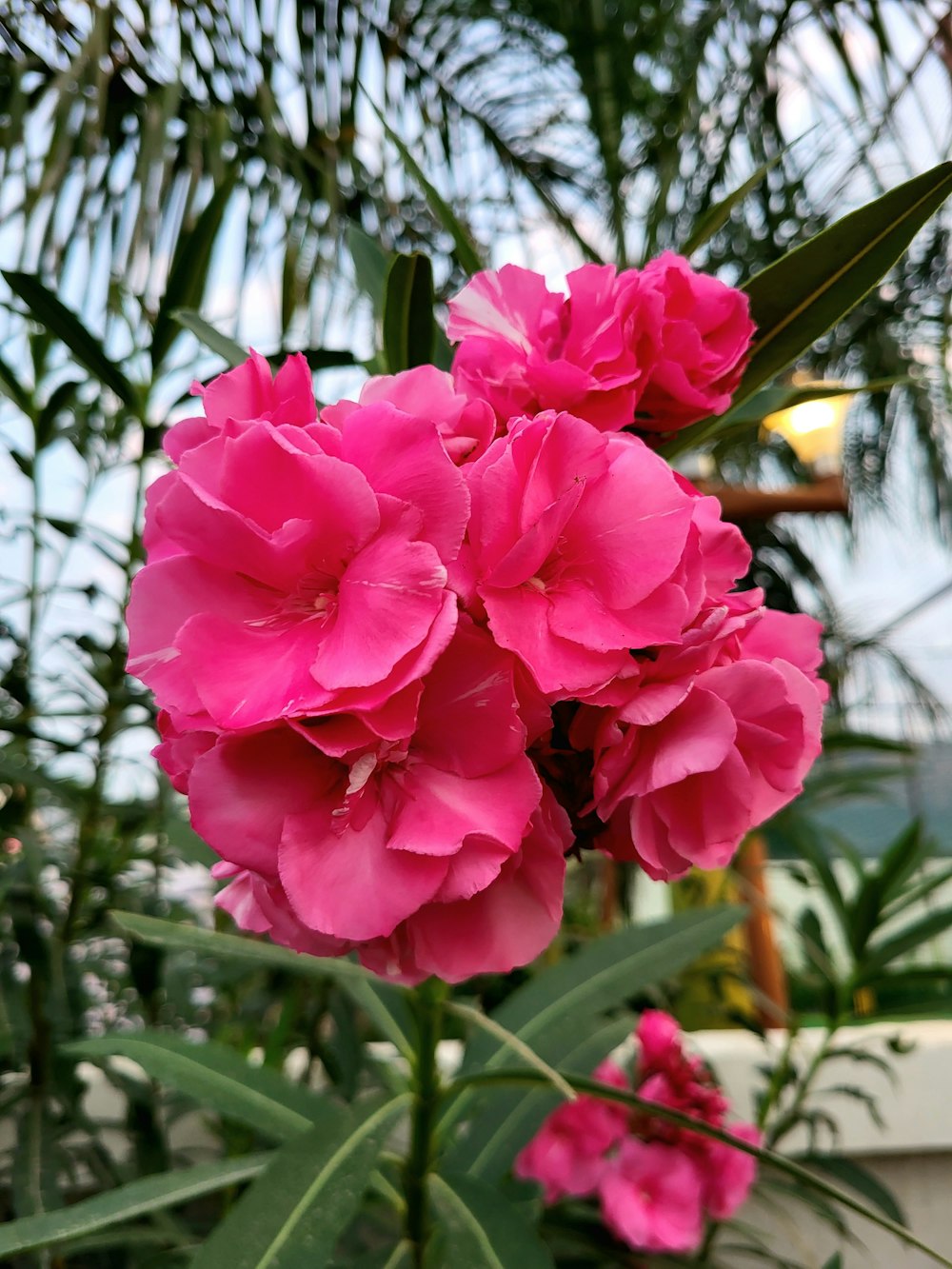 a bunch of pink flowers in a garden