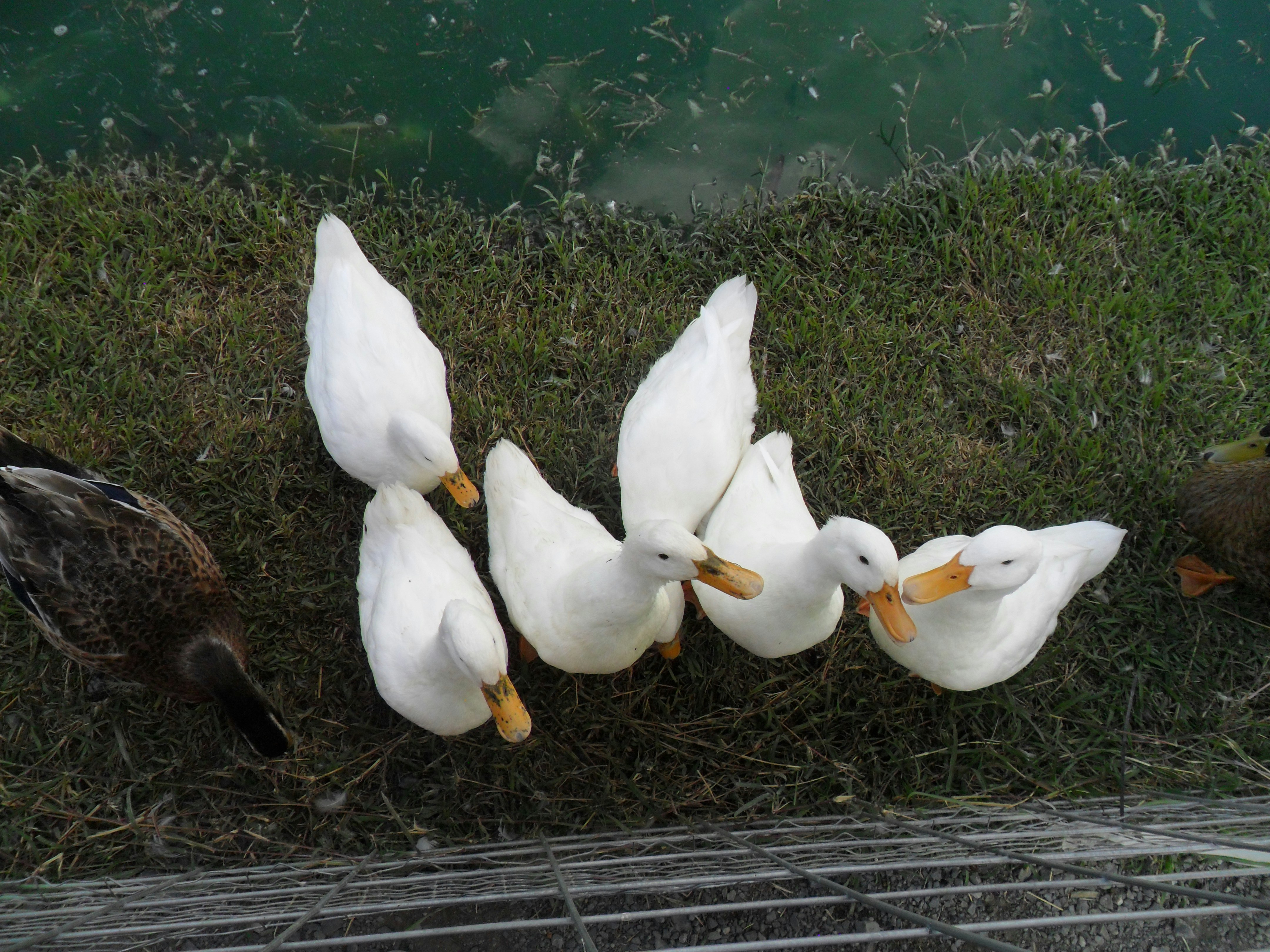 A group of ducks standing next to each other photo – Free Animal Image ...