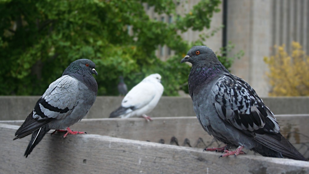 a couple of birds that are sitting on a fence