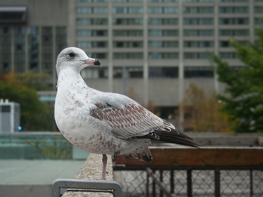 a seagull sitting on a bench in front of a building
