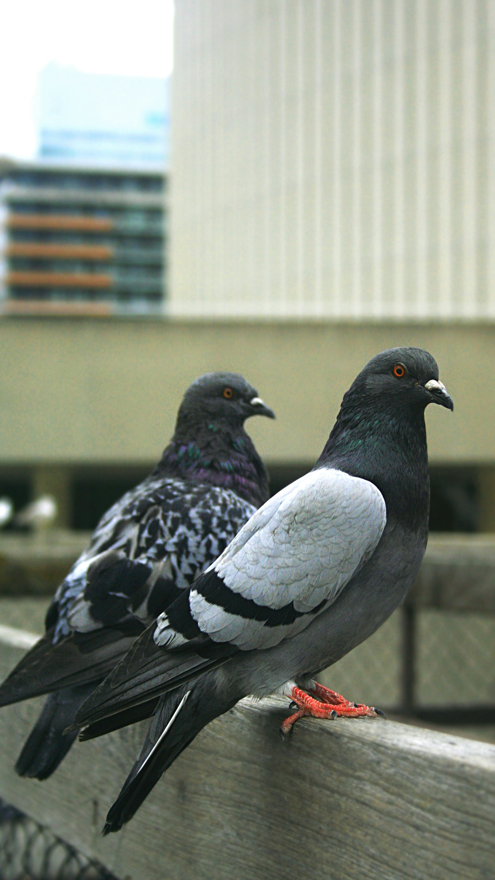 Photo by rschweidler