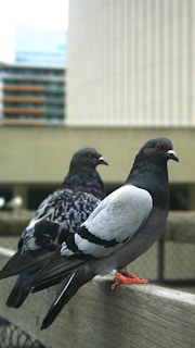 Two pigeons are perched on a wooden railing with an urban background featuring tall buildings. One pigeon is prominently displayed in the foreground with gray and white feathers and a distinctive orange eye.