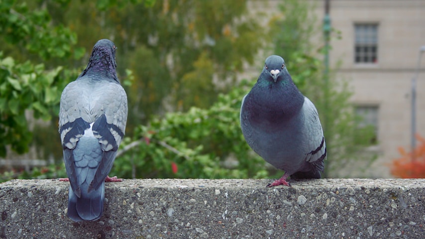 a couple of birds sitting on top of a cement wall