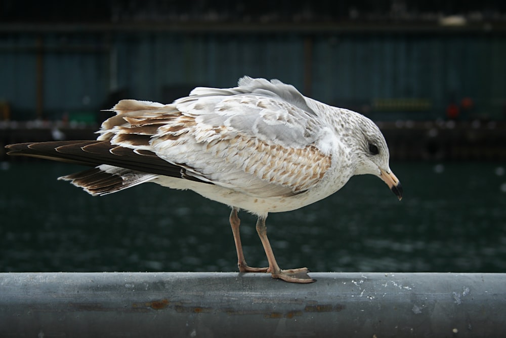 a white and brown bird standing on a metal pole