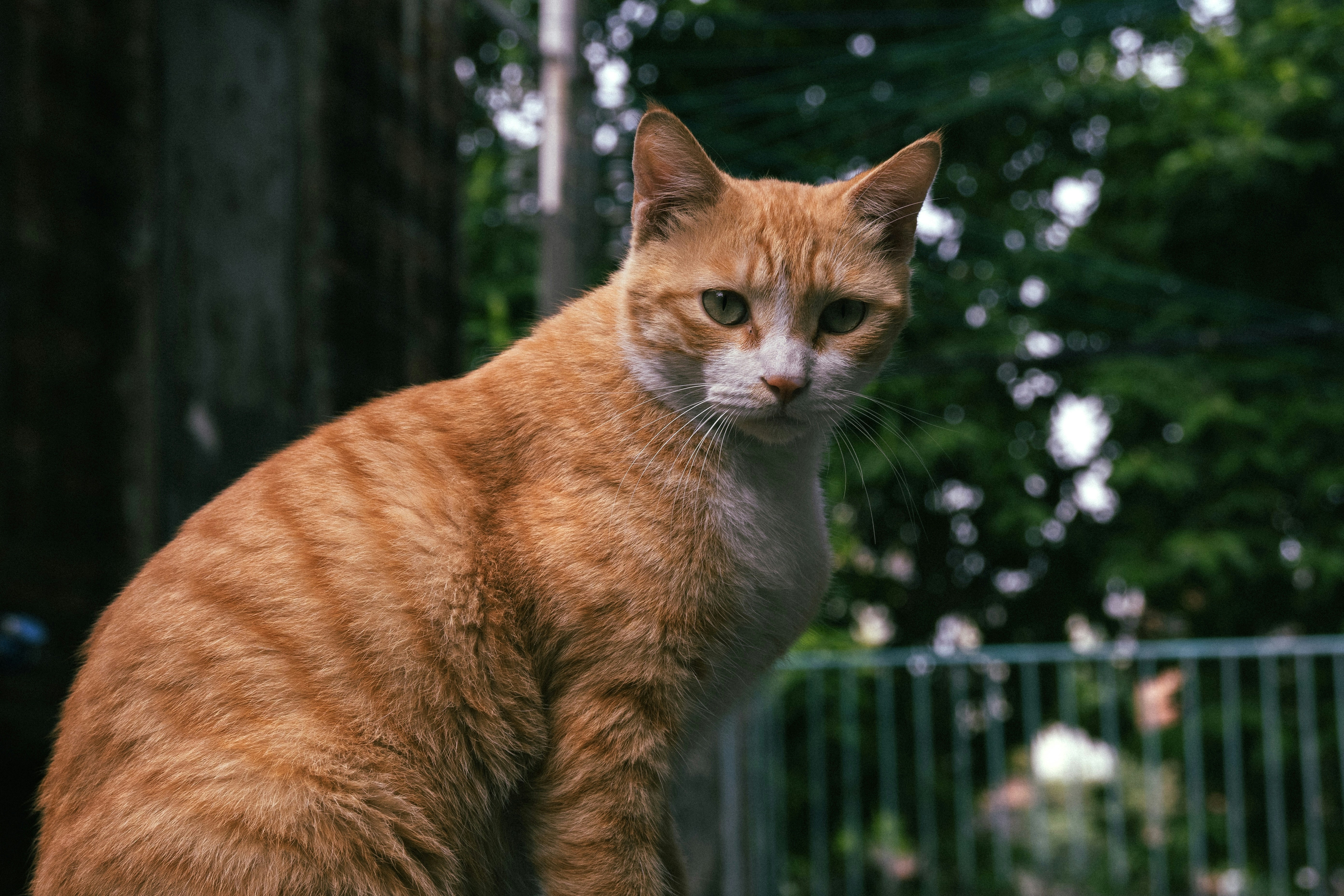an orange cat sitting on top of a wooden table