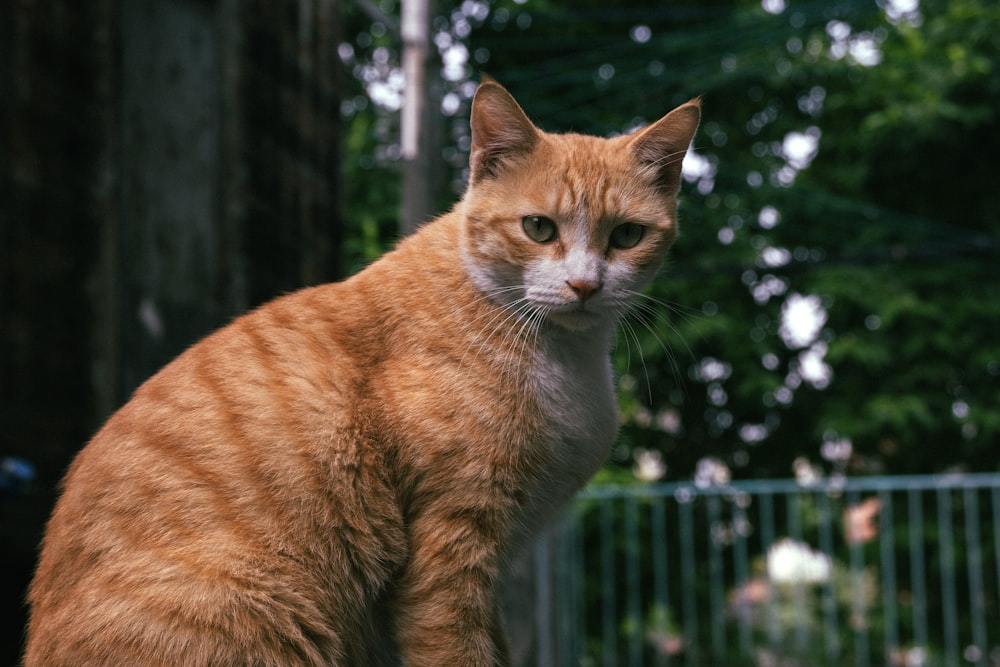 an orange cat sitting on top of a wooden table