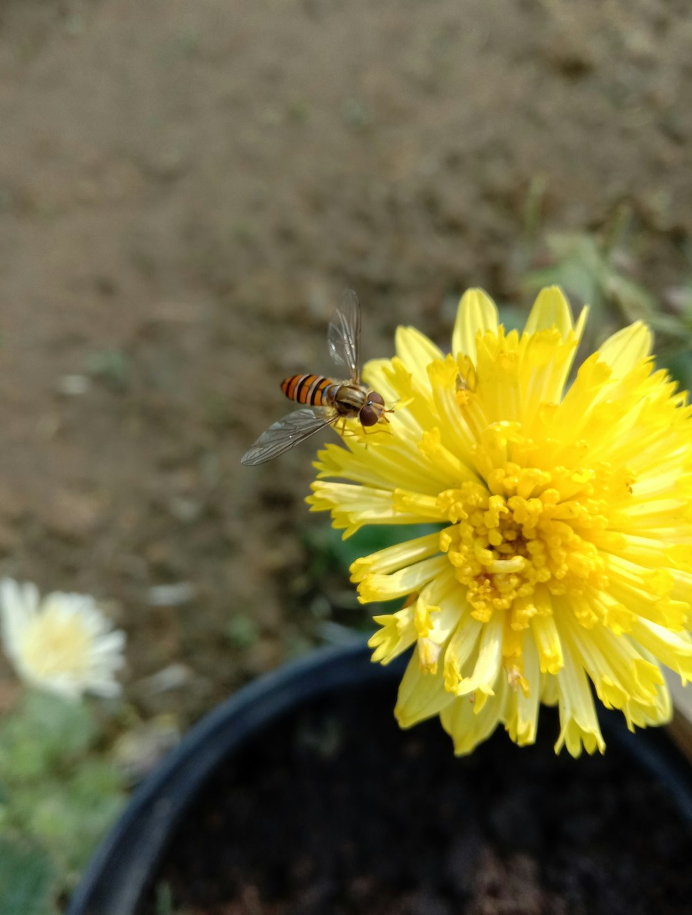 a yellow flower with a bee on it