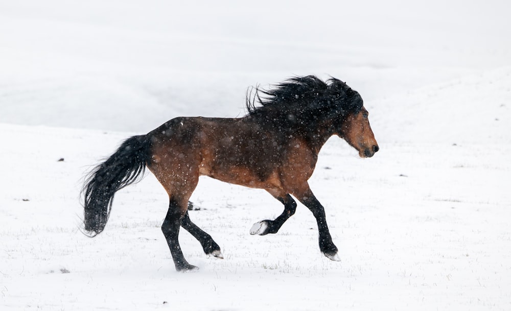 um cavalo marrom correndo por um campo coberto de neve
