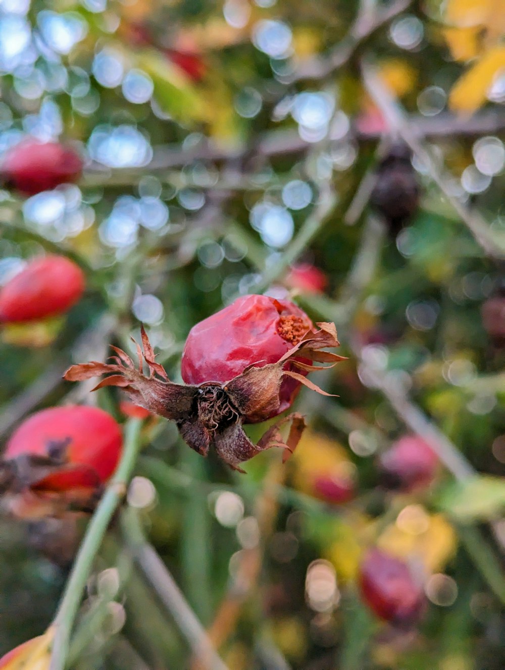 a close up of a flower on a tree