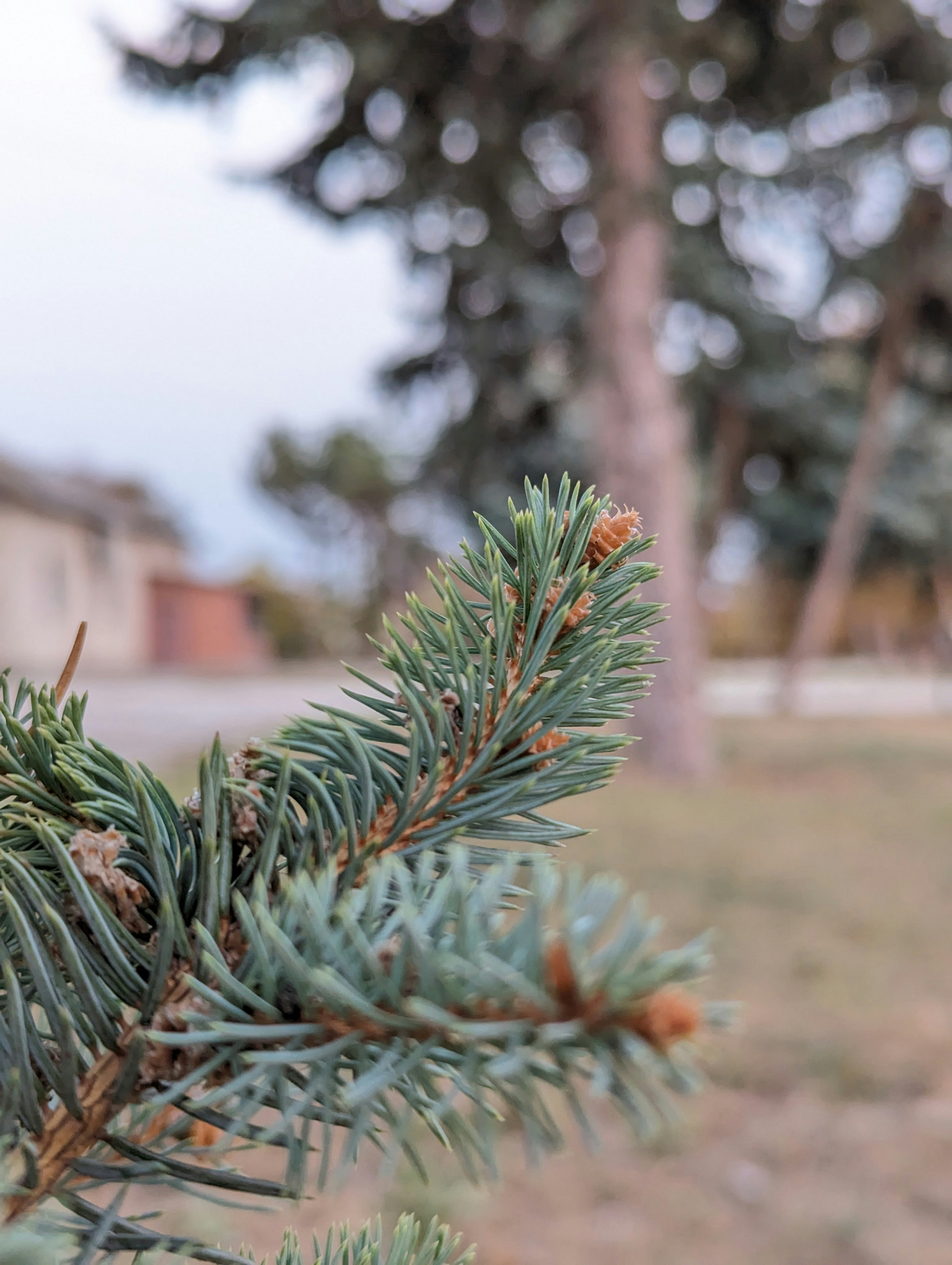 a close up of a pine tree branch