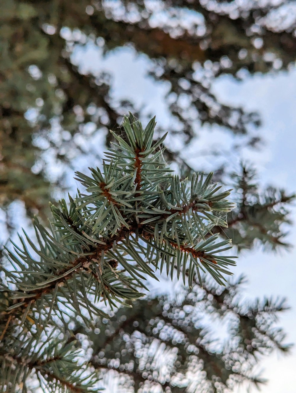 a close up of a pine tree branch