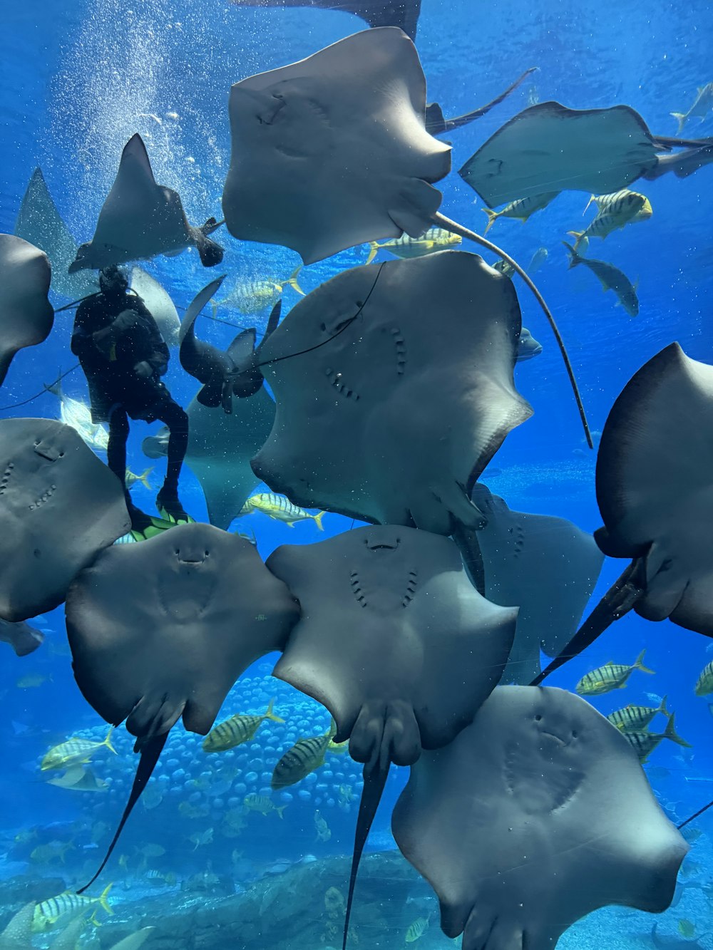a manta ray swimming in the ocean with a lot of fish
