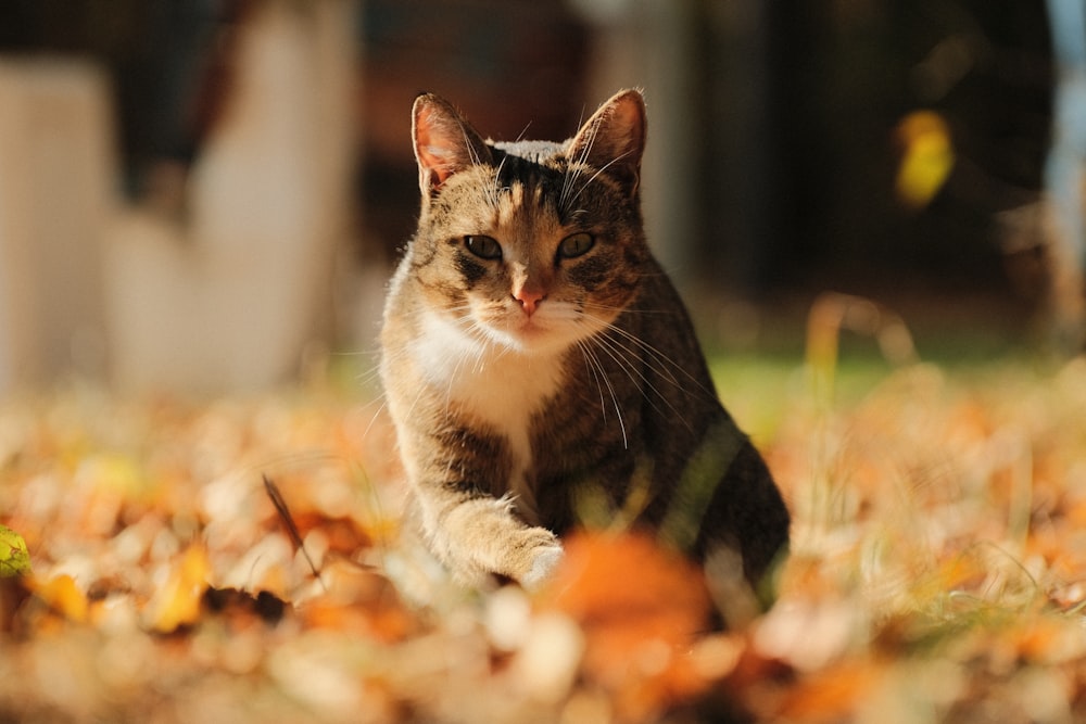a cat is sitting in a pile of leaves
