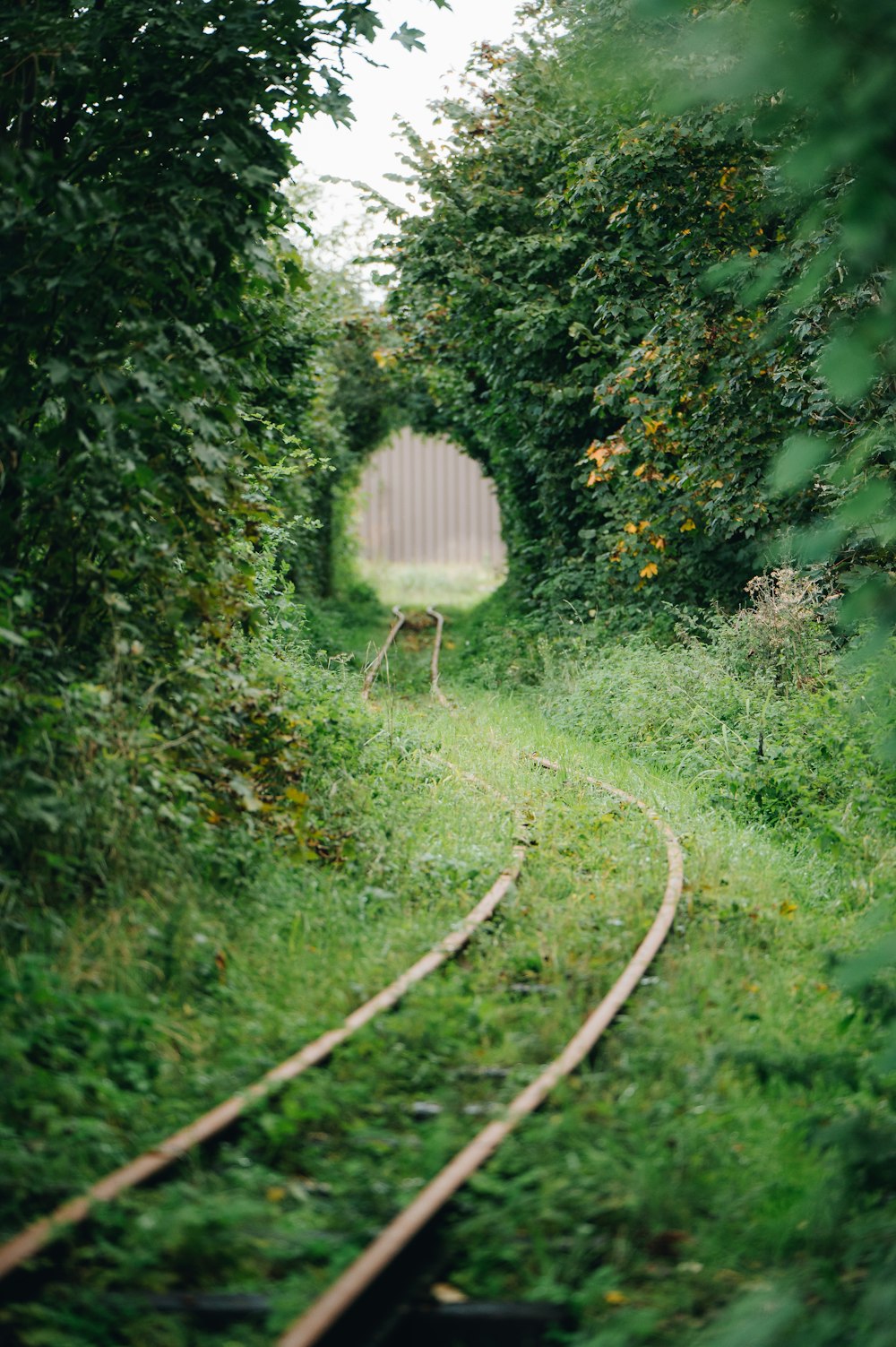 a train track going through a tunnel of trees